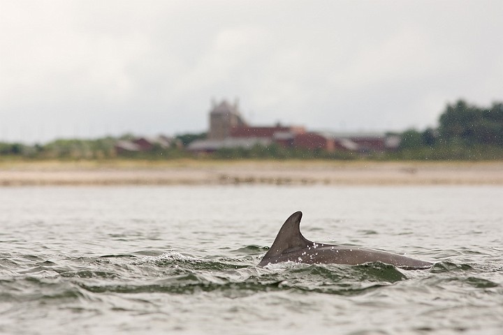 Groe Tmmler Tursiops truncatus Bottlenose dolphin